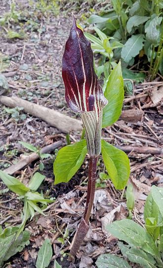 Arisaema triphyllum